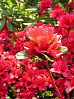 Azalee - Azalea Vuyk's Scarlet (fam. Ericacee) (03) (Photo F. Mrugala)